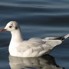 Möwe am Steinhuder Meer