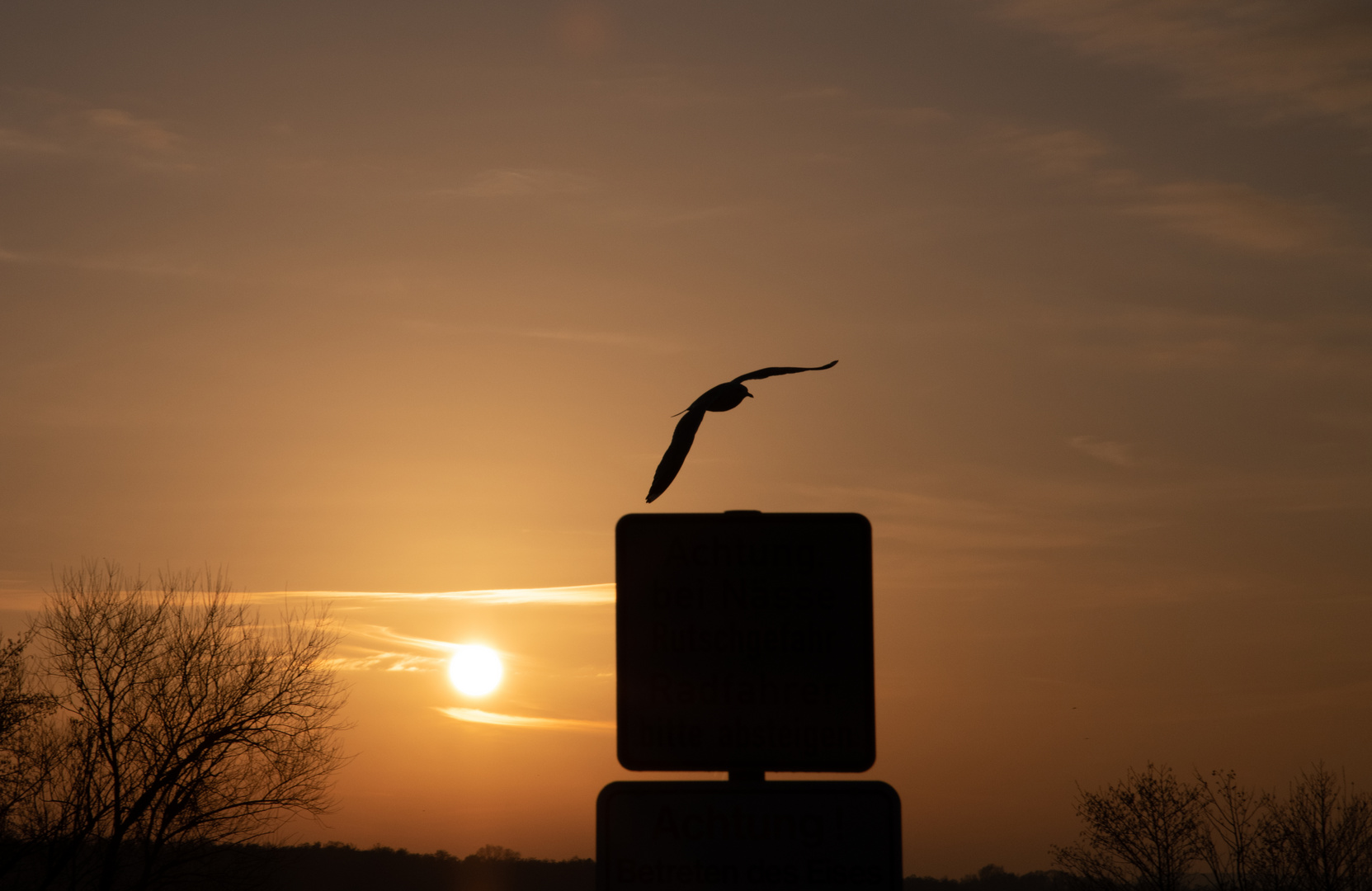 Möwe am Steinhuder Meer