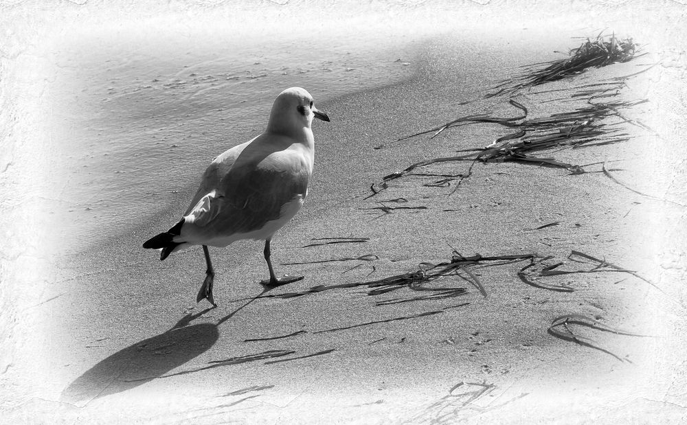 möwe am strand ...