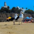 Möwe am Strand