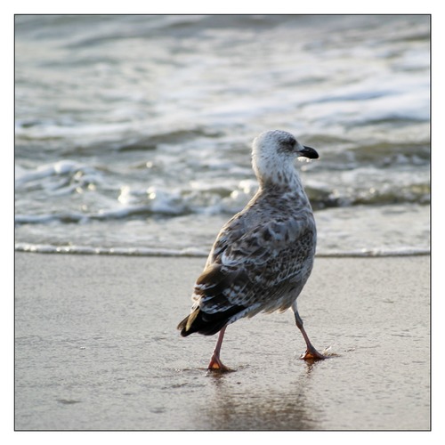 Möwe am Strand 1