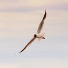 Möwe am strand