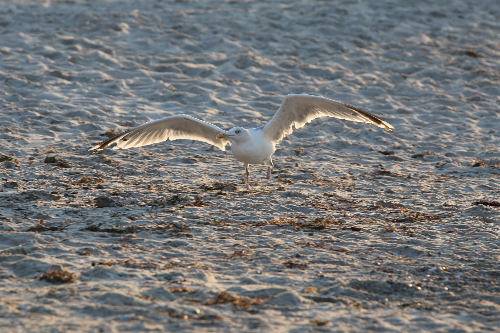 Möwe am Strand