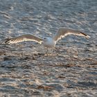 Möwe am Strand