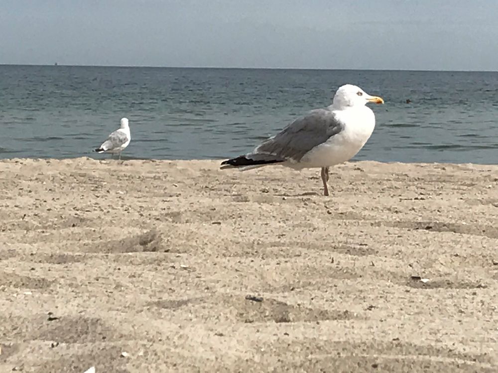 Möwe am Strand