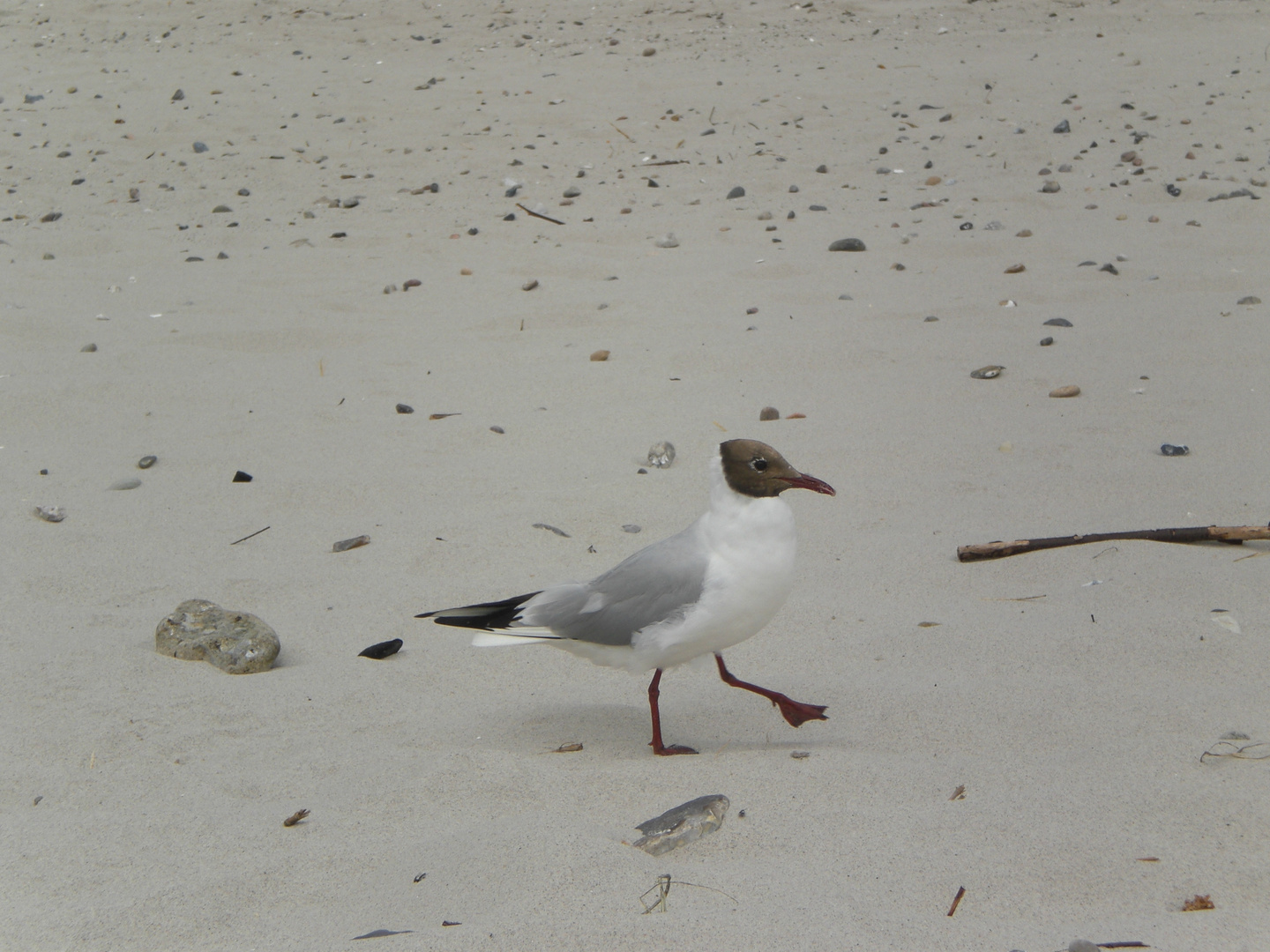 möwe am strand