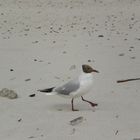 möwe am strand