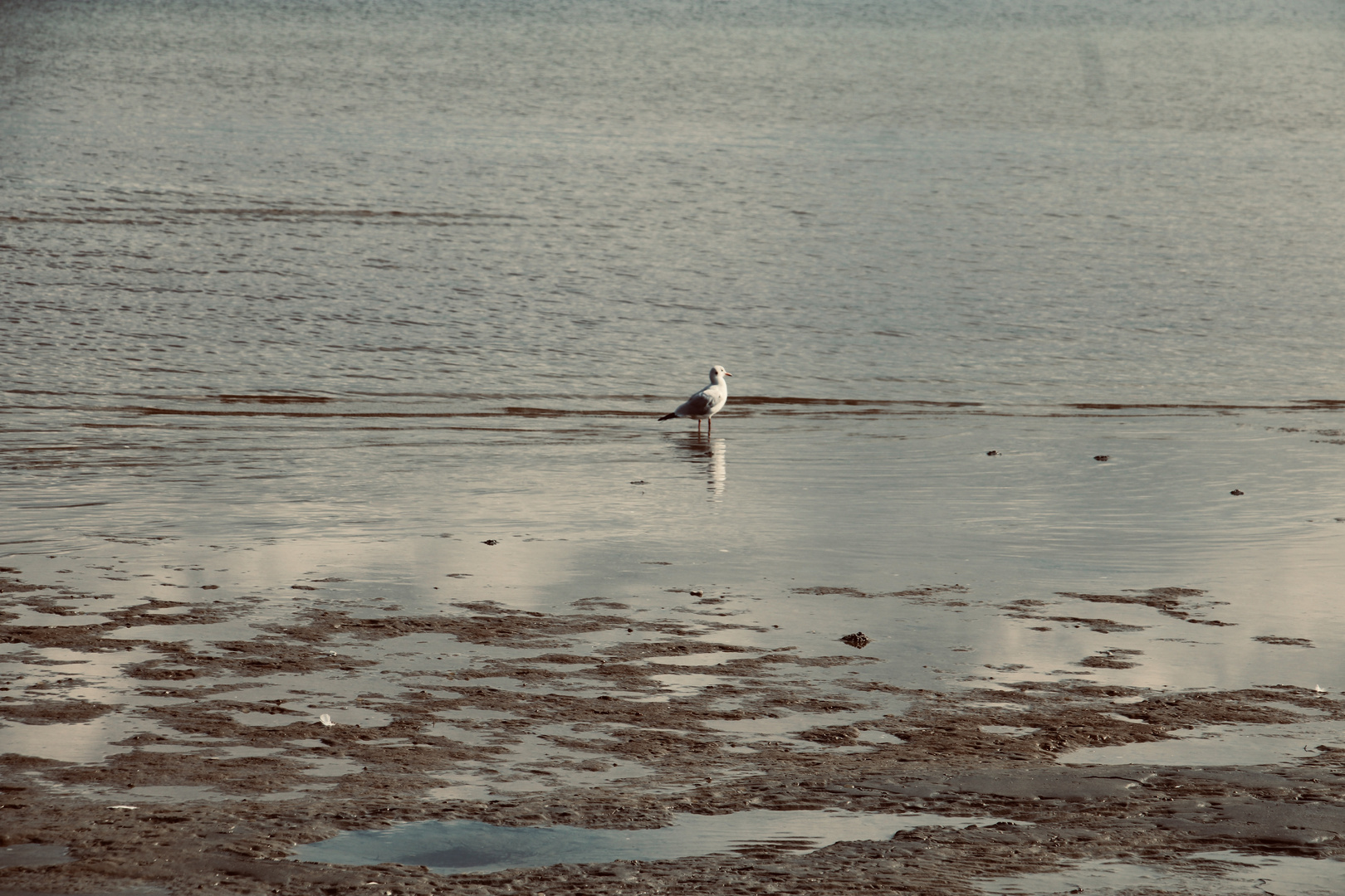 Möwe am Strand