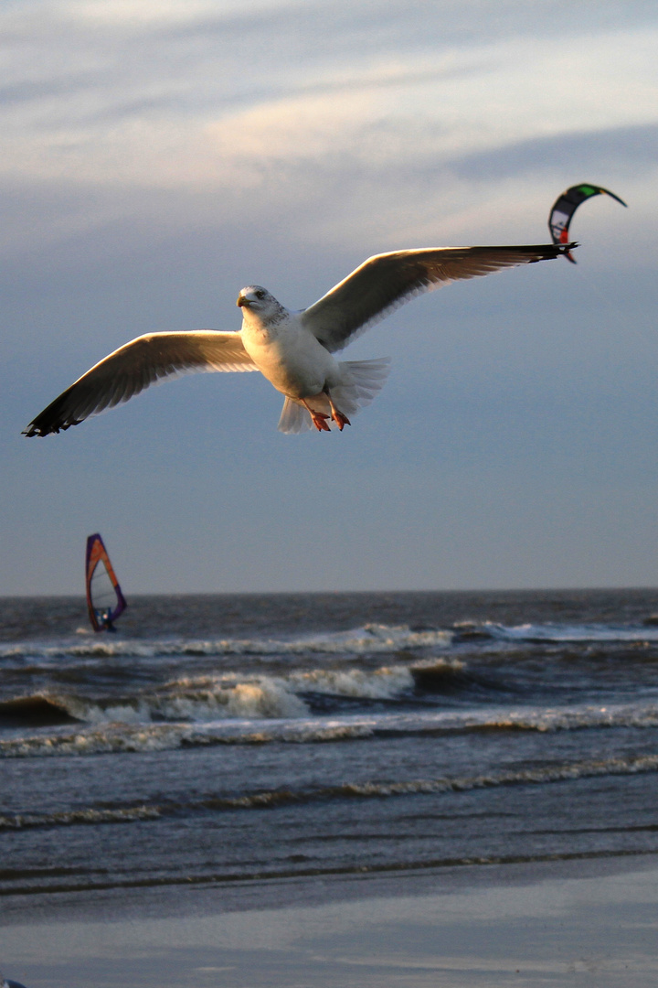 Möwe am Strand