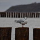 Möwe Am Strand 