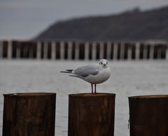 Möwe Am Strand 