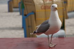 Möwe am Strand