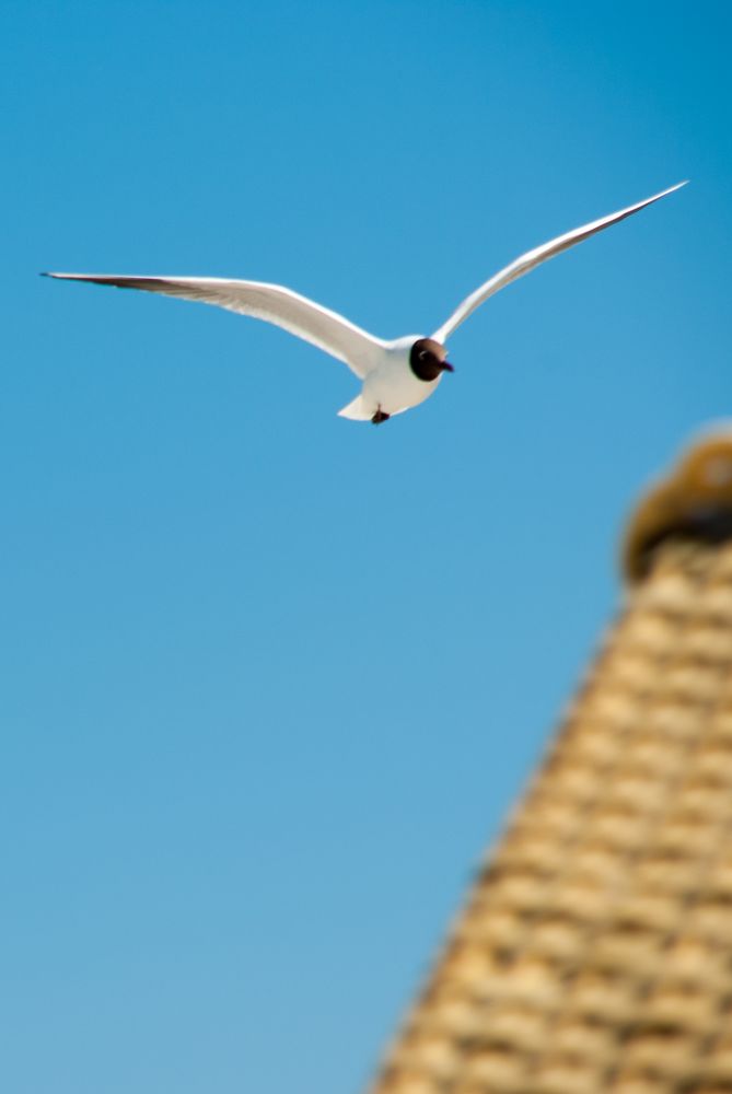 Möwe am Strand