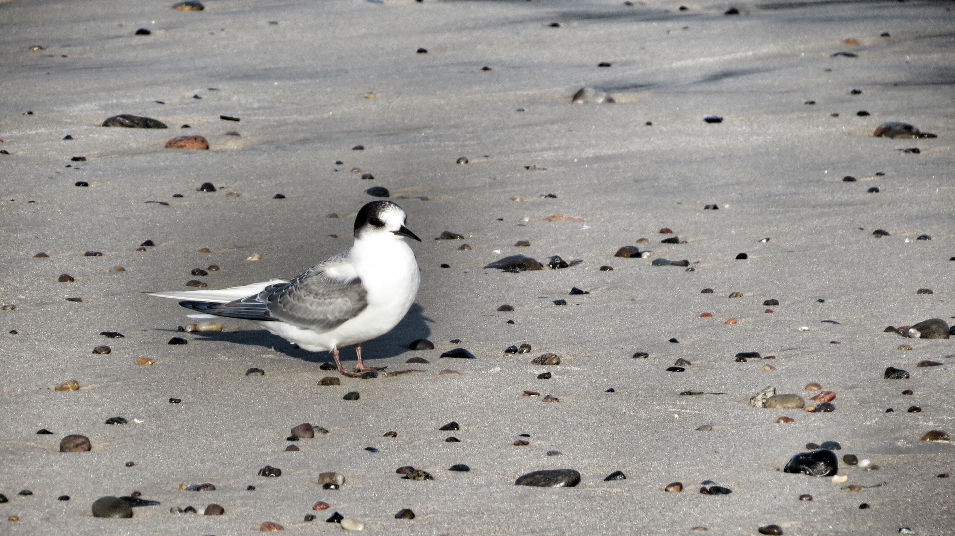 Möwe am Strand