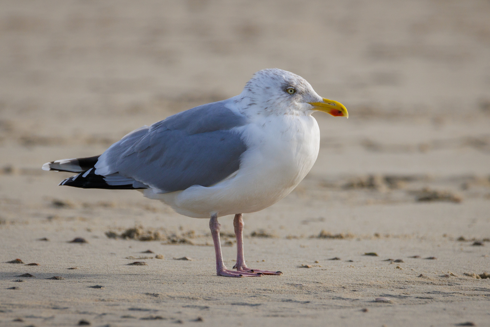 Möwe am Strand