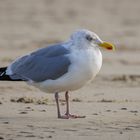 Möwe am Strand