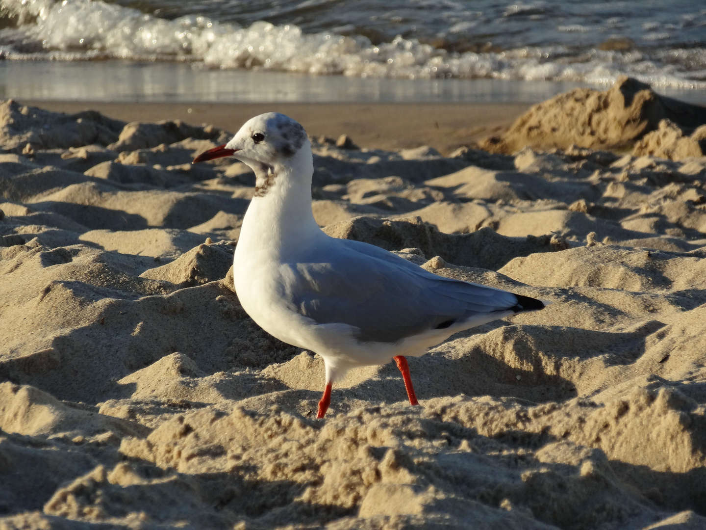 Möwe am Strand