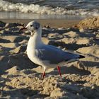 Möwe am Strand