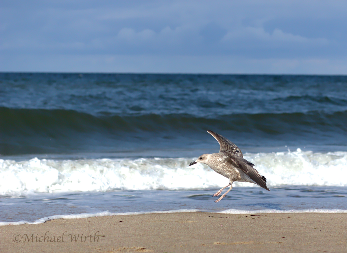 Möwe am Strand