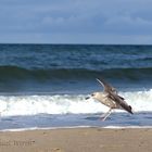 Möwe am Strand