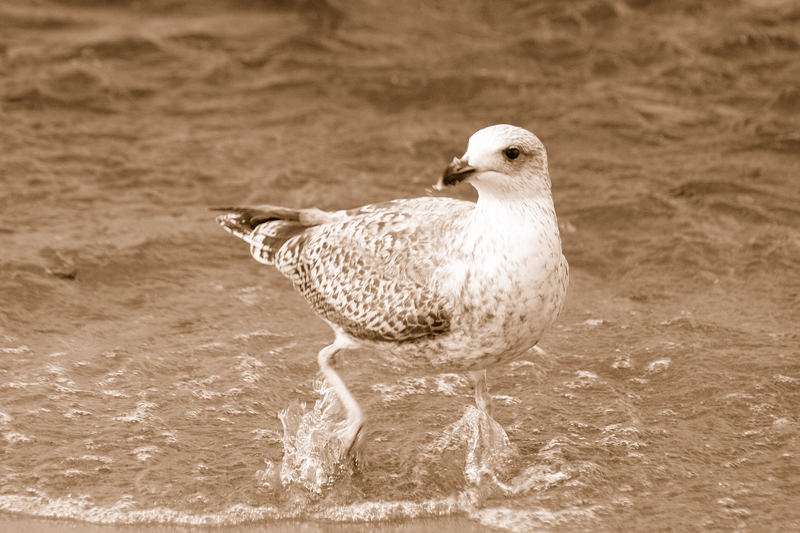 Möwe am Strand