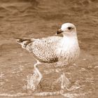 Möwe am Strand