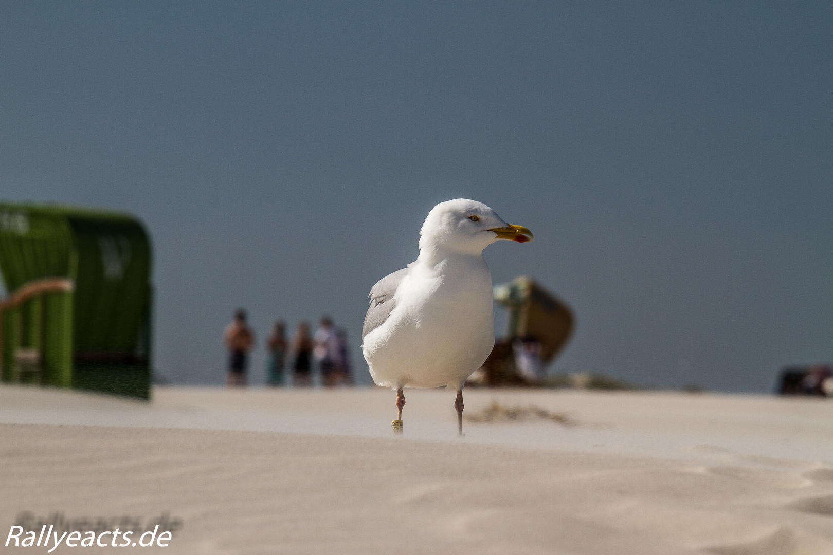 Möwe am Strand