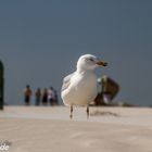 Möwe am Strand