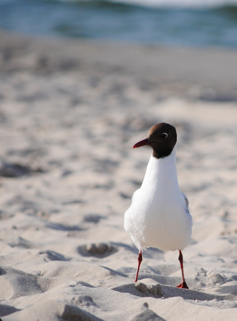 Möwe am Strand