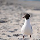 Möwe am Strand