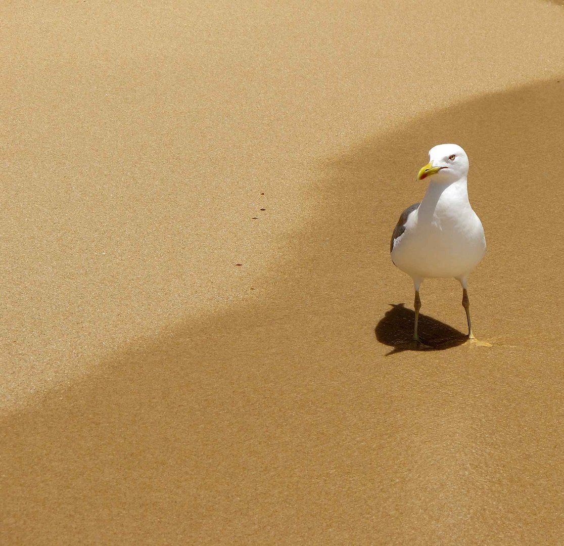 Möwe am Strand