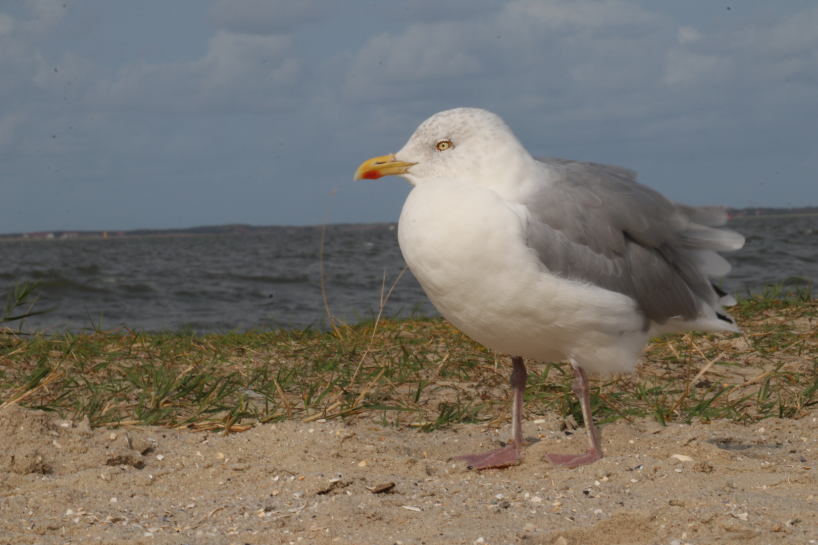 Möwe am Strand 