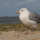 Möwe am Strand 