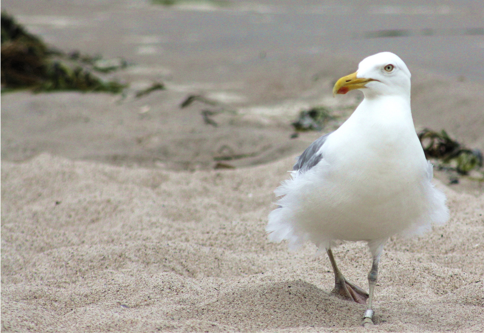 Möwe am Strand