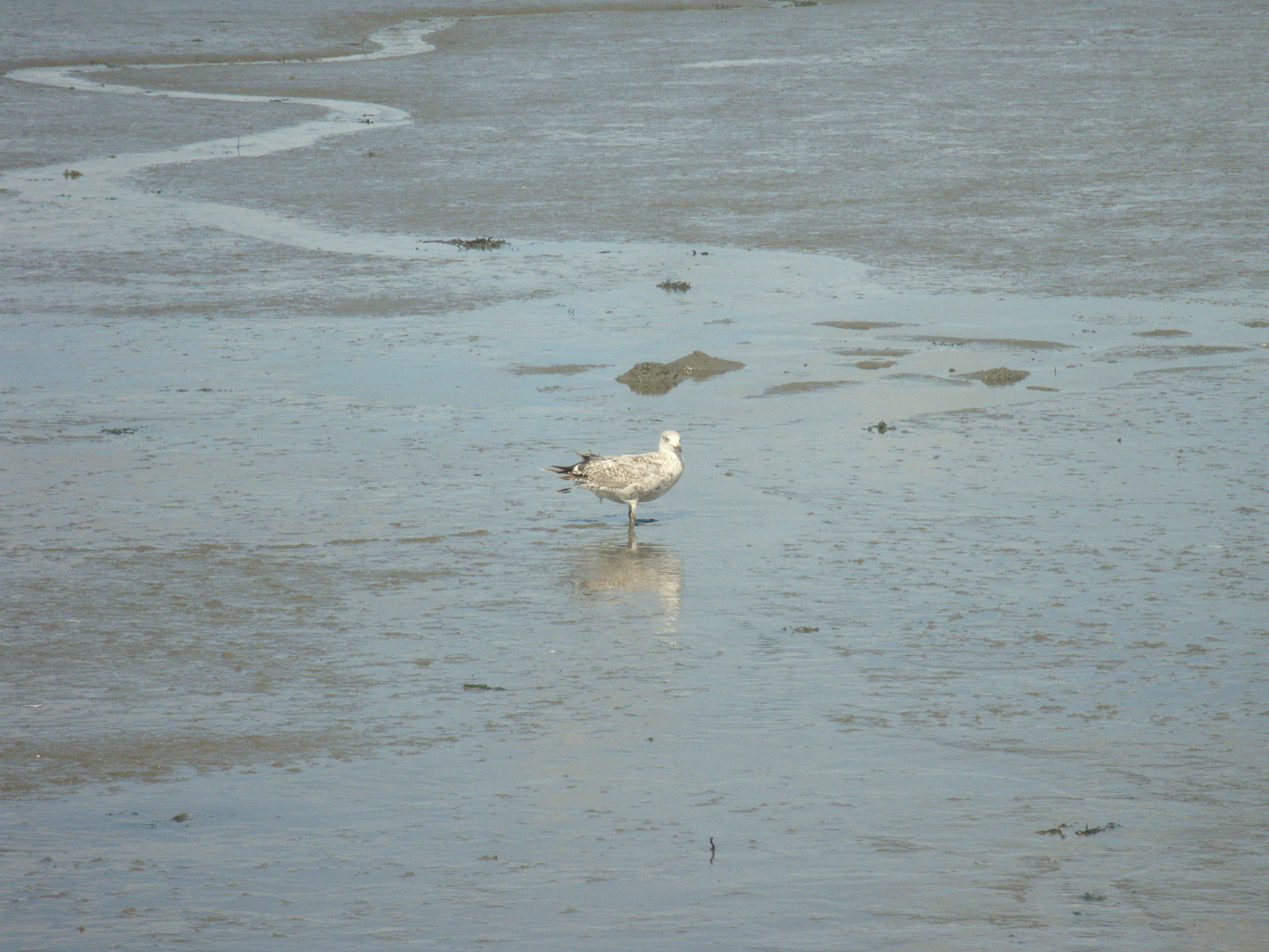 Möwe am Strand