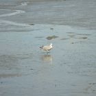 Möwe am Strand