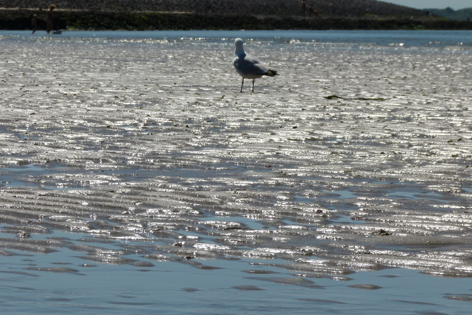 Möwe am Strand