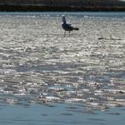 Möwe am Strand