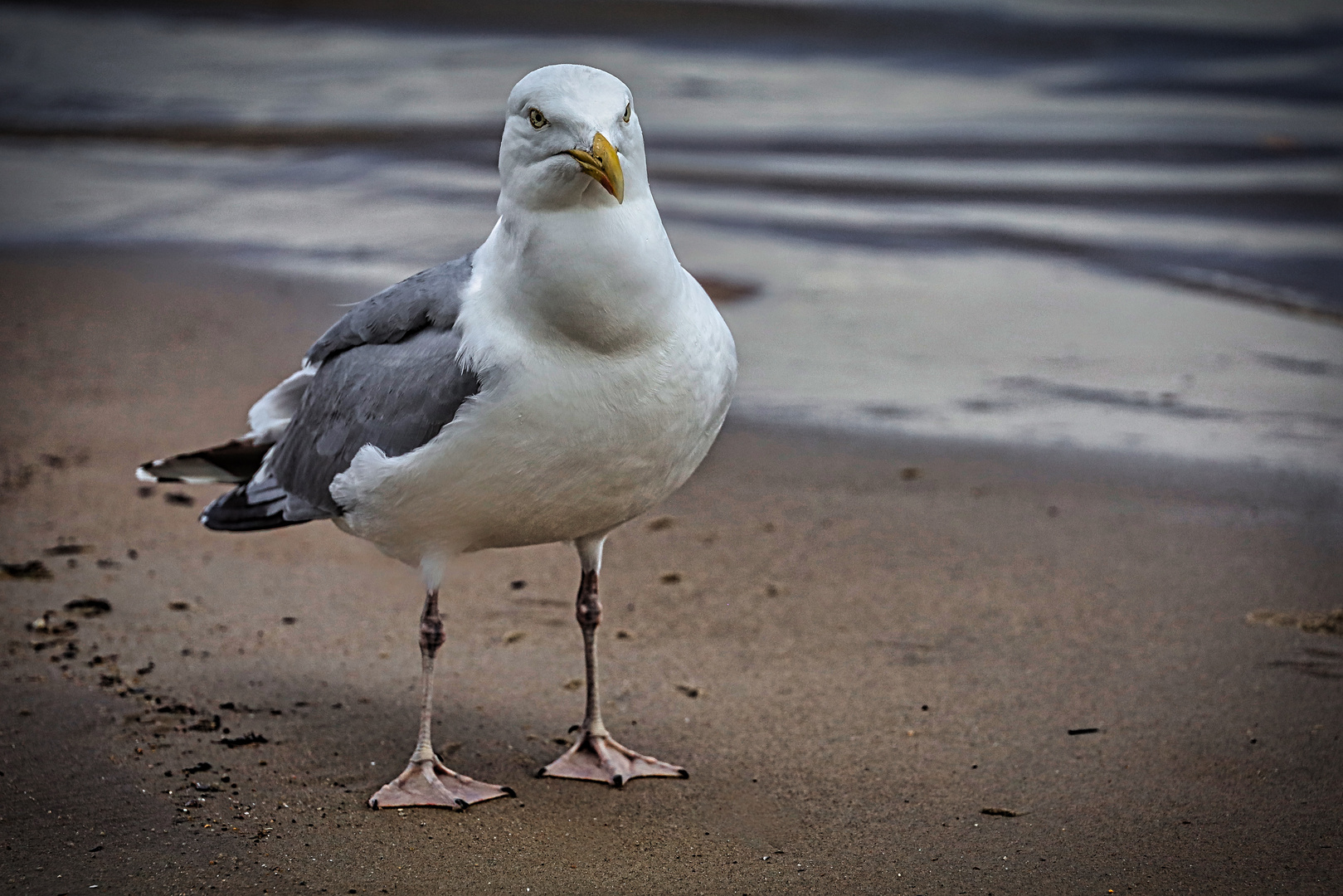 Möwe am Strand