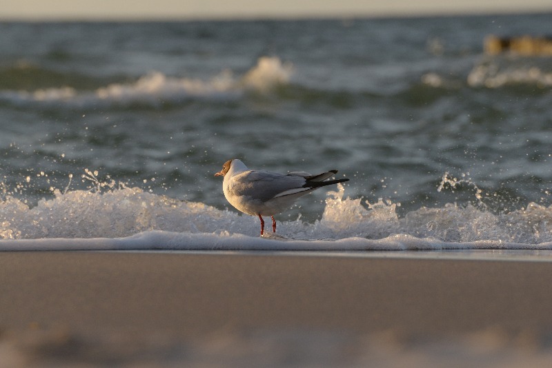 Möwe am Strand