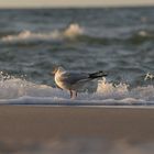 Möwe am Strand