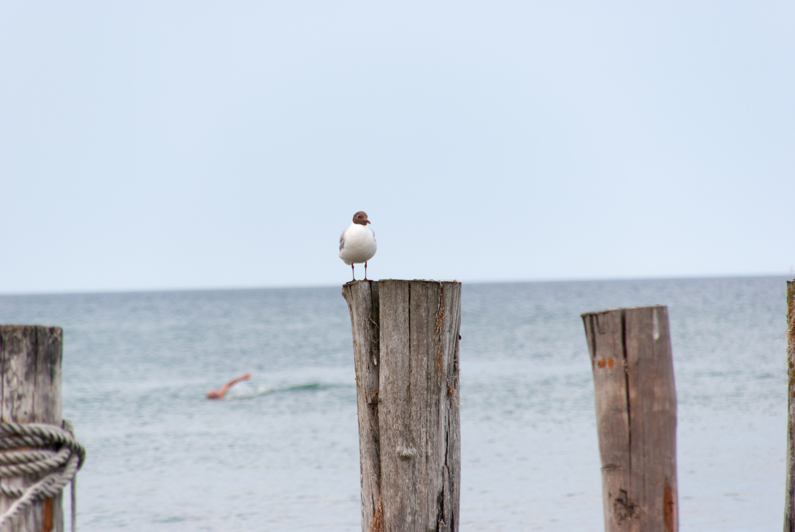 Möwe am Strand auf Buhnen