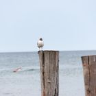 Möwe am Strand auf Buhnen