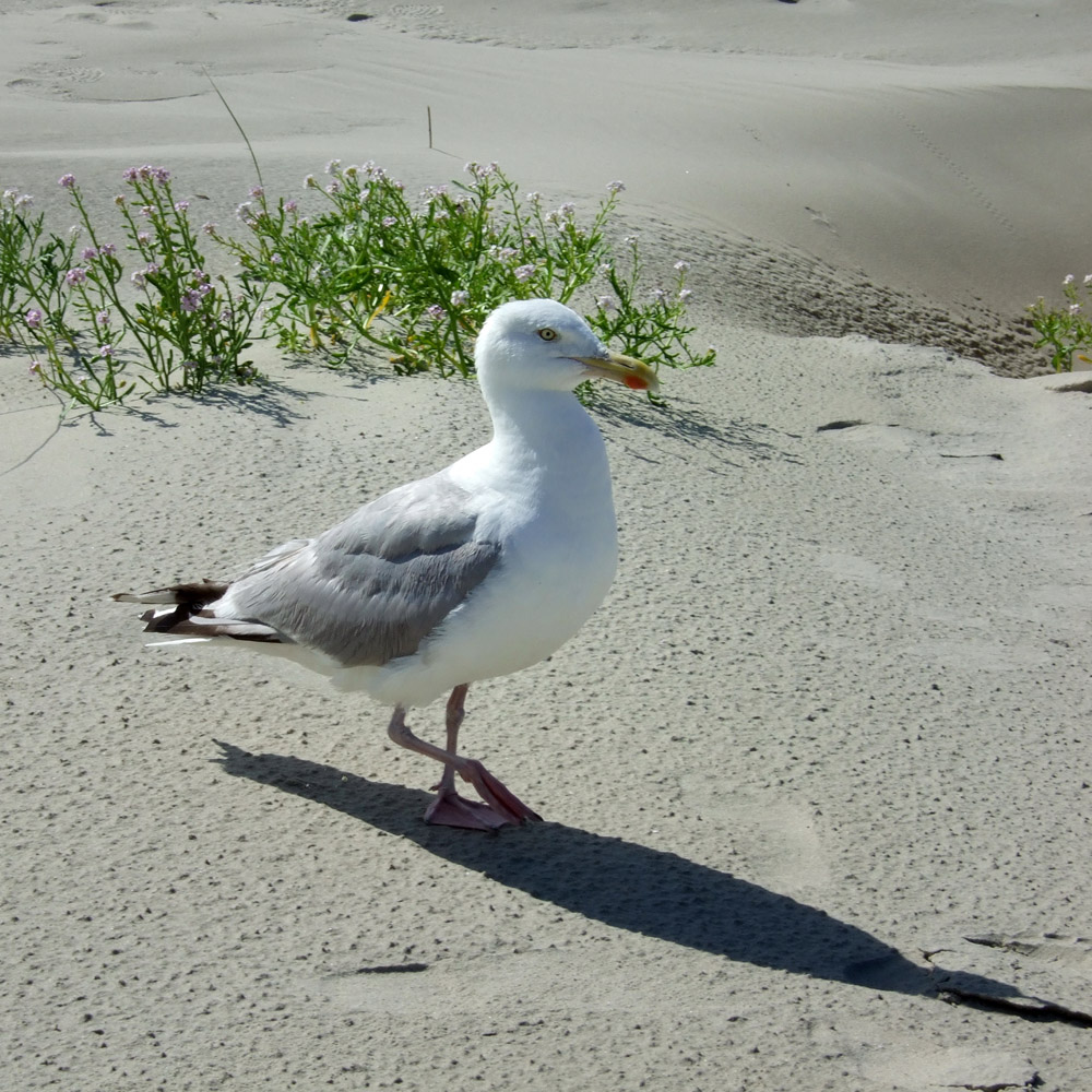 Möwe am Strand auf Juist Foto & Bild | tiere, wildlife, wild lebende