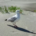 Möwe am Strand auf Juist