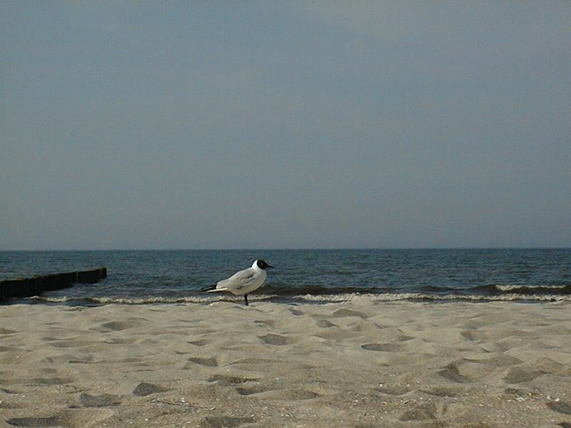 Möwe am Strand