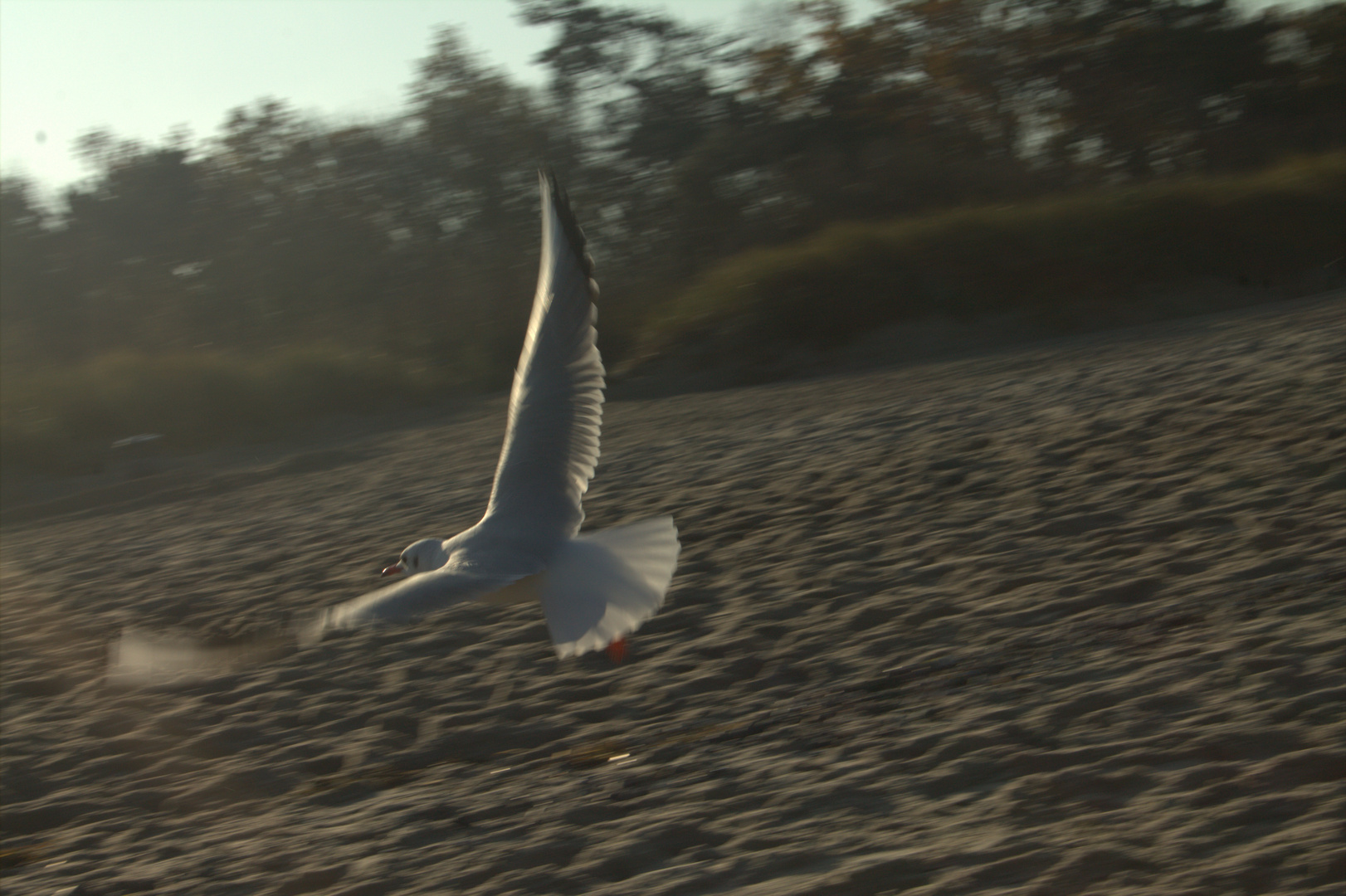 Möwe am Strand