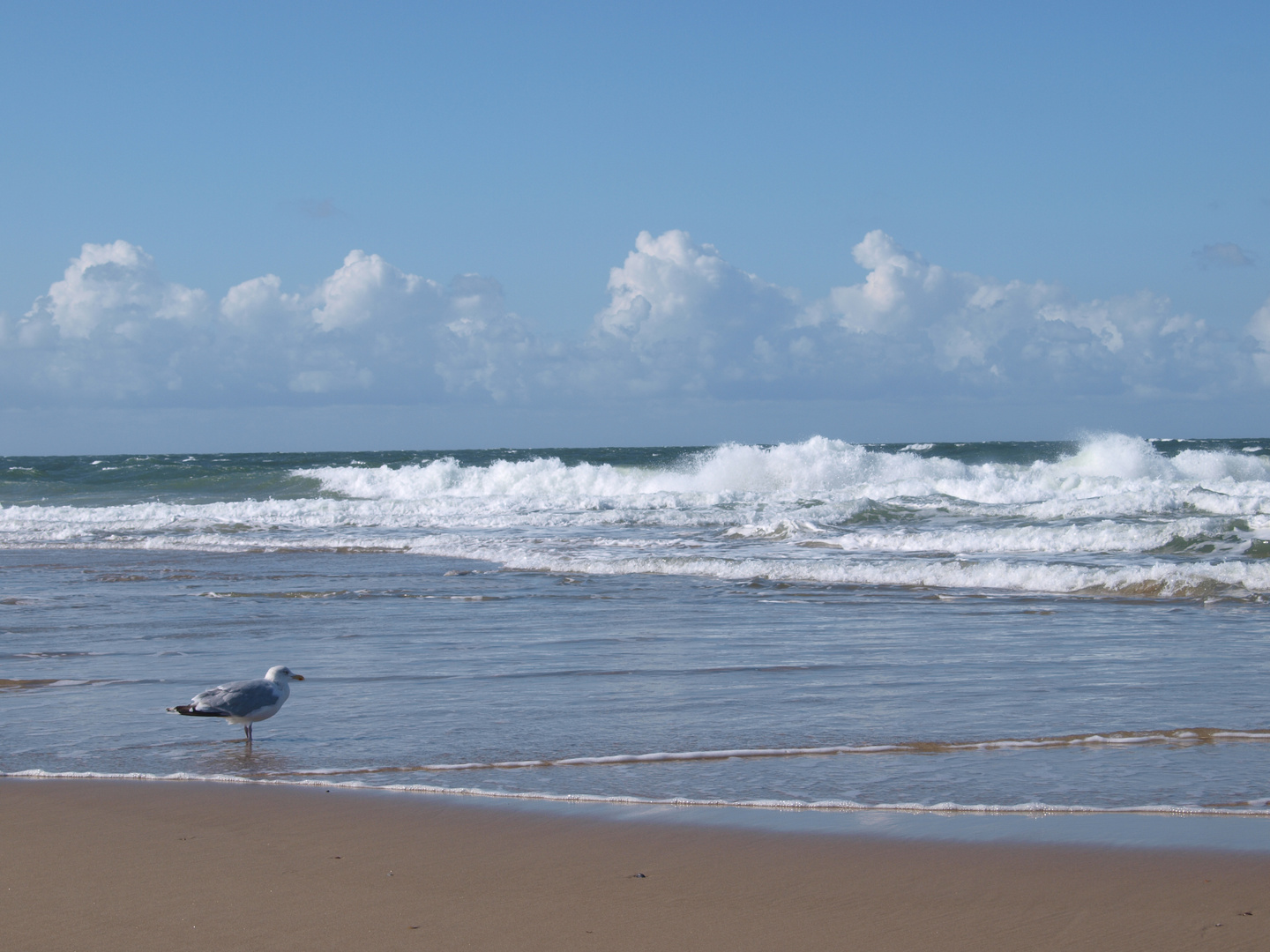 Möwe am Strand