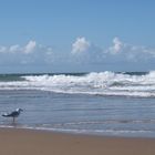 Möwe am Strand