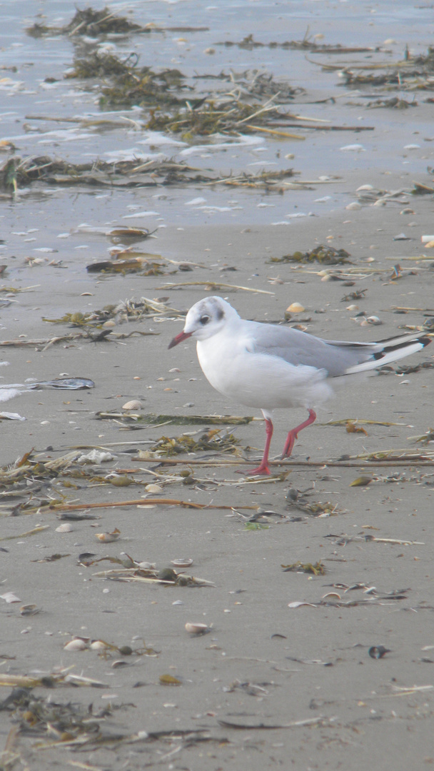 Möwe am Strand